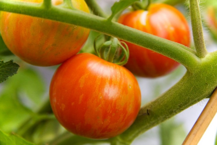 Tomato Bumblebee Indeterminate Urban Seedling