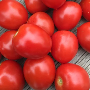 Tomato Ruby Soul Urban Seedling