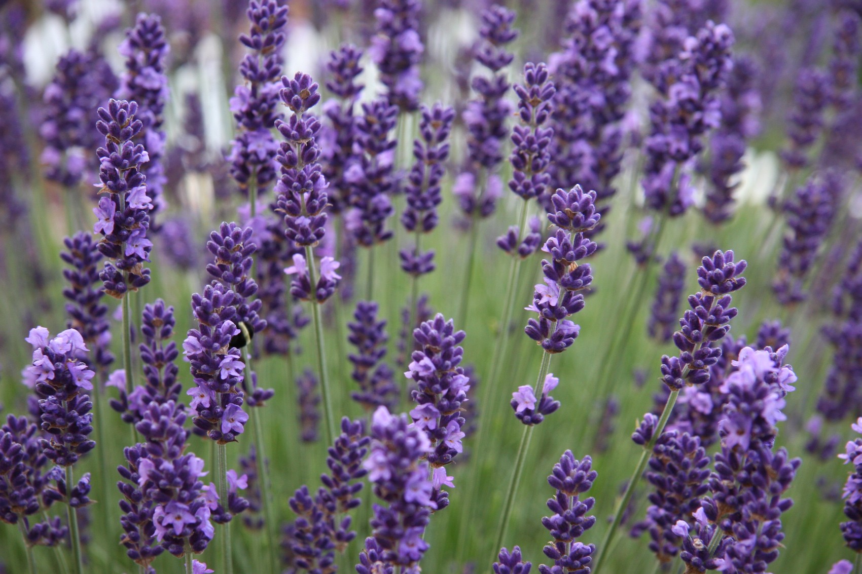 Lavender English Urban Seedling