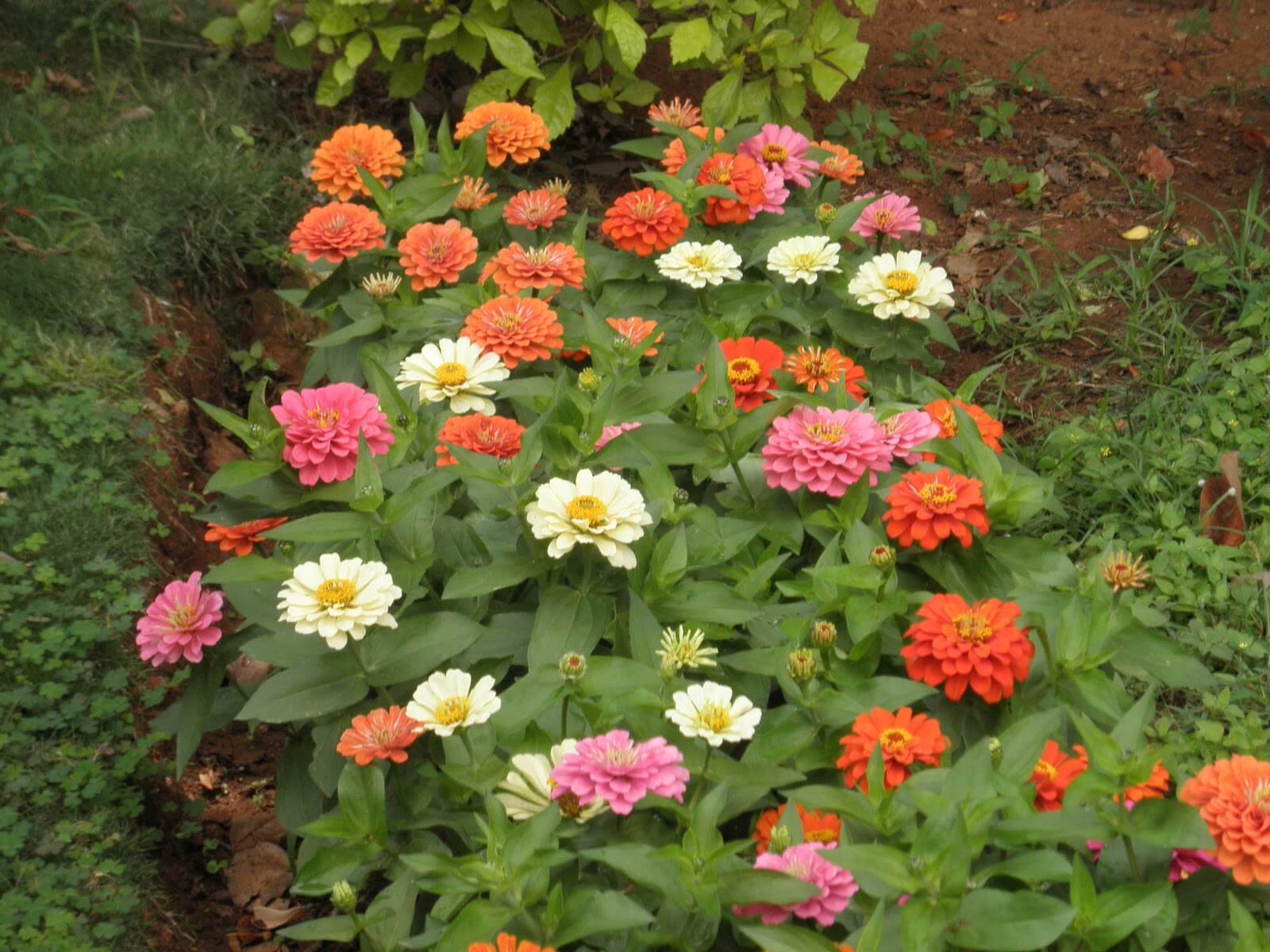 Flowers Zinnia Thumbelina Urban Seedling