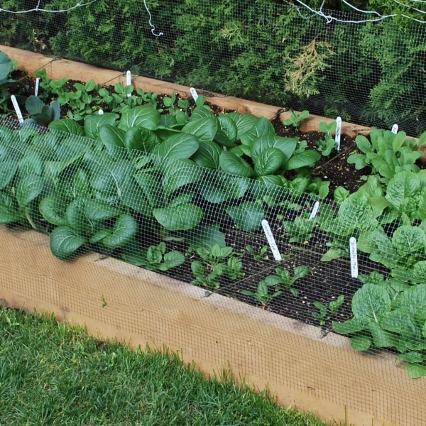 Raised Bed Garden – Hemlock 2″x8″ planks – Urban Seedling