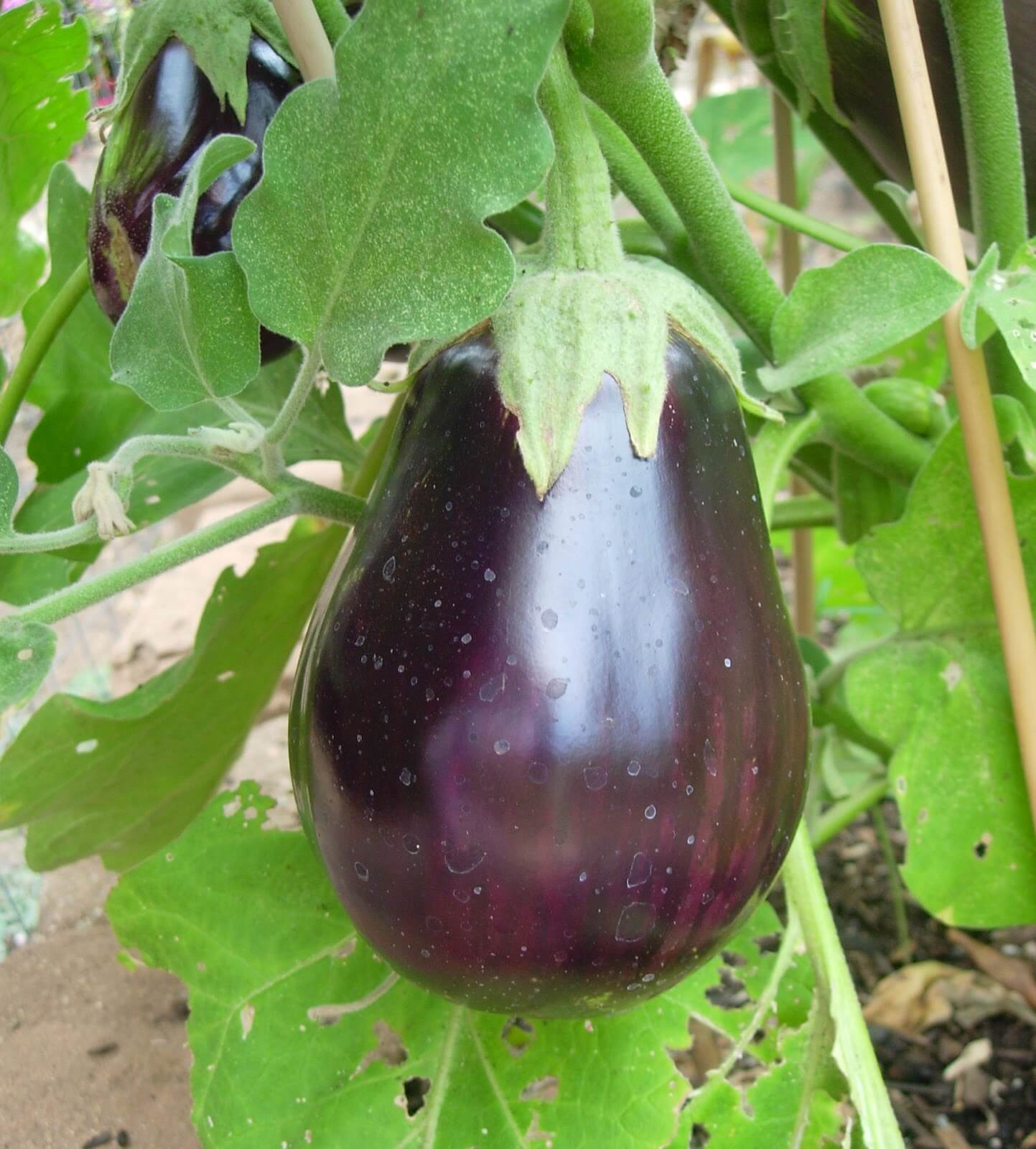 Black Nadia Eggplant Variety