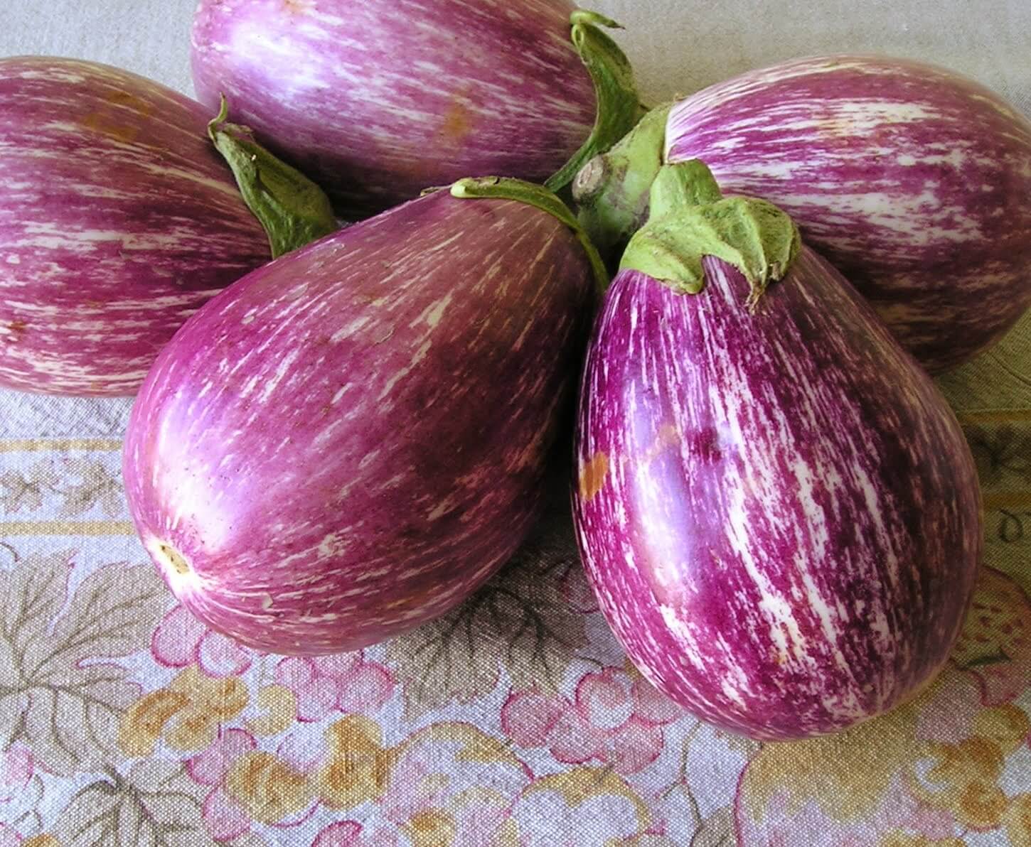 Eggplant Listada Di Gandia Urban Seedling