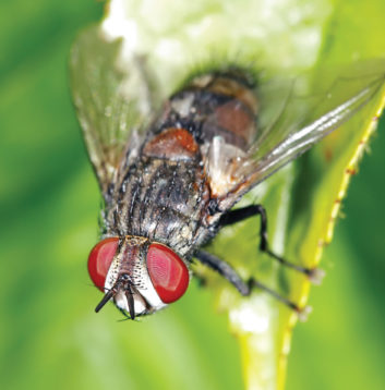 Tachnid Fly