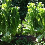 Giant organic lettuce towers