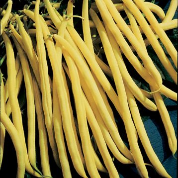 Bean – Rocdor Yellow Bush – Urban Seedling