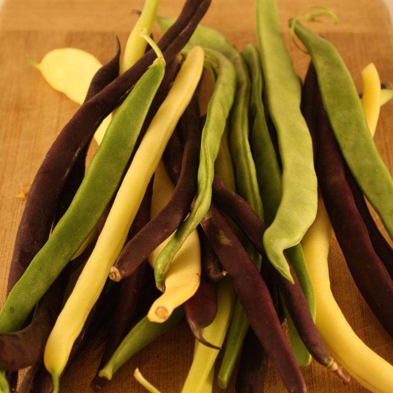 Bean – Snap Pole Bean Mix – Urban Seedling