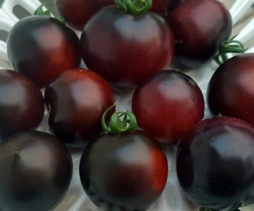 Tomato – Indigo Cherry Drops (blue cherry) – Urban Seedling