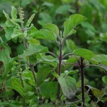 Sacred Basil Urban Seedling