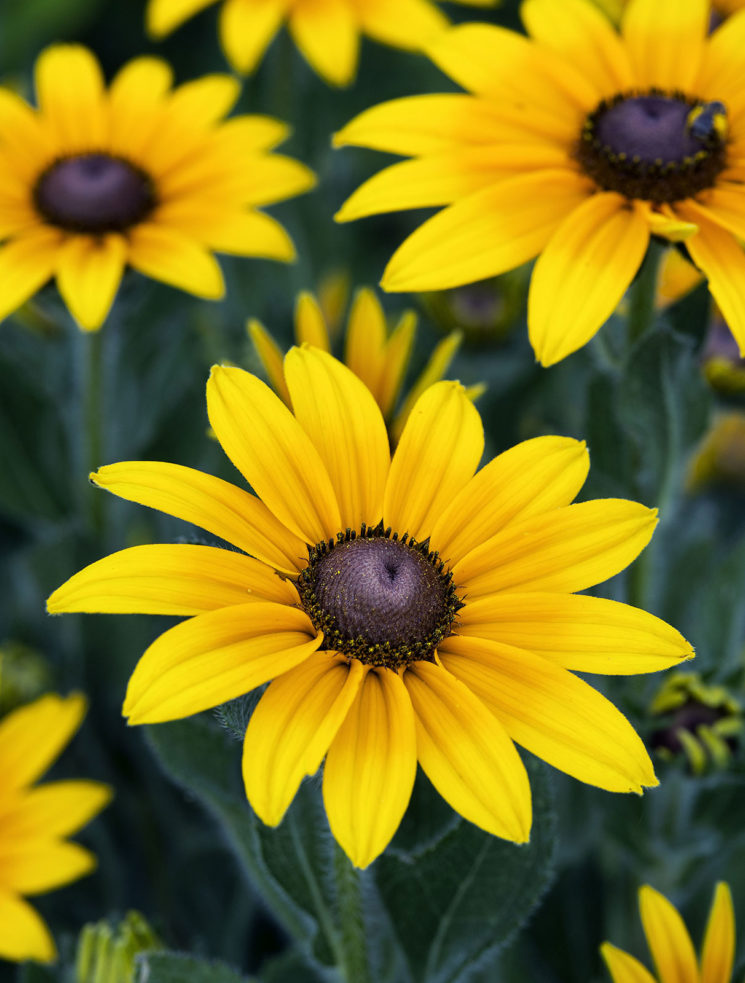 Rudbeckia – Black Eyed Susan / Irish Eyes / Indian Summer – Urban Seedling