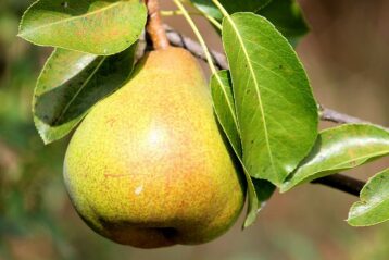 Moonglow Pear Tree (semi-dwarf) – Urban Seedling