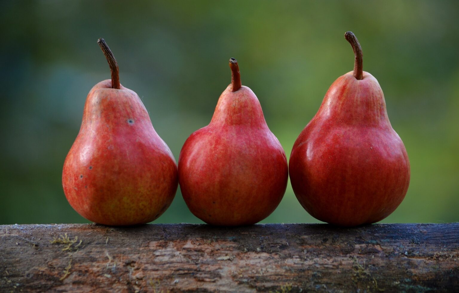 Rescue Pear Tree (Semi-Dwarf) – Urban Seedling