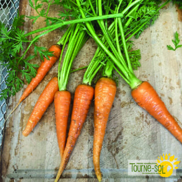 Carrot – Danvers 126 – Urban Seedling