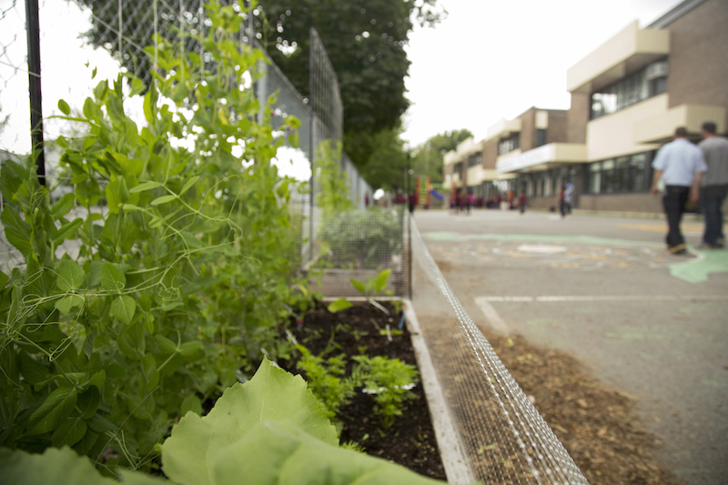 Corporate Vegetable Gardens – Urban Seedling