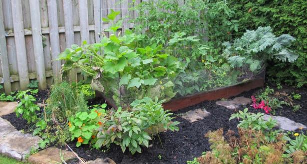 Edible Landscaping | Urban Seedling